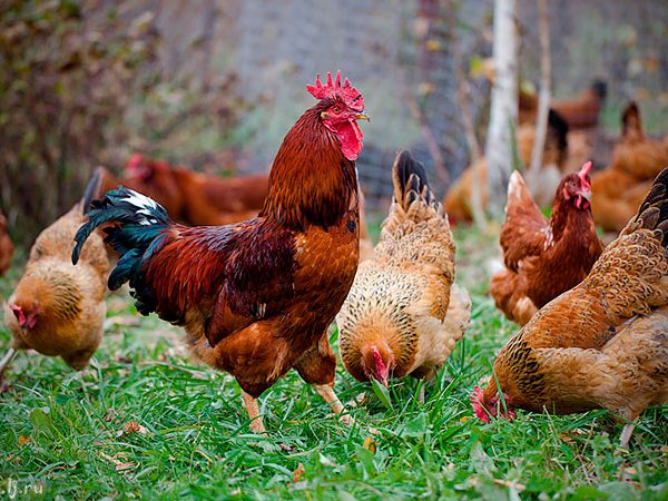 Породы куриц | ЗооТом - продажа, вязка и услуги для животных в Углегорске