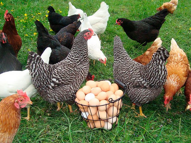 Содержание кур и уход за ними | ЗооТом - продажа, вязка и услуги для животных в Углегорске