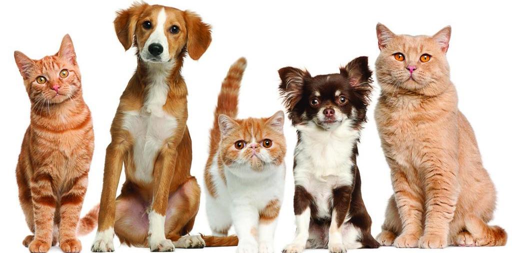 Доска объявлений о животных | ЗооТом - продажа, вязка и услуги для животных в Углегорске