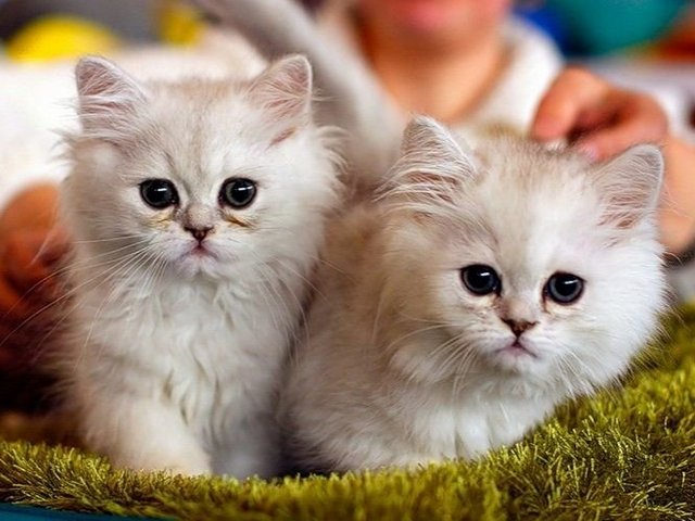 Породы кошек в Углегорске | ЗооТом портал о животных