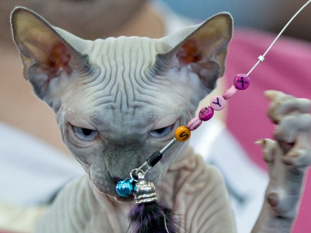 Выставки кошек в Углегорске | ЗооТом портал о животных