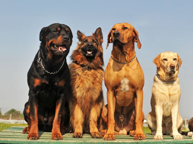 Крупные породы собак в Углегорске | ЗооТом портал о животных