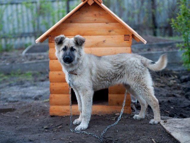 Все о собаках в Углегорске Все о собаках в Углегорске